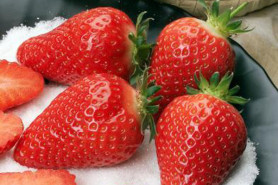 Земляника садовая Альба НФ 311 (Р9) П.