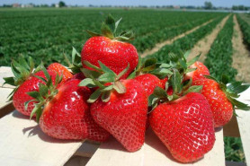 Земляника садовая Джоли (Р9) П.