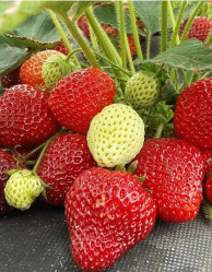 Земляника садовая Клери (Р9) П.