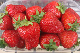 Земляника садовая Олимпия НФ 638 (Р9) П.