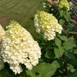 Гортензия метельчатая Геркулес (40/60, с15)