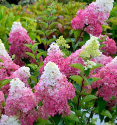 Гортензия метельчатая Фрайз Мельба (60/80, с35)