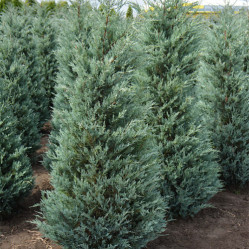 Можжевельник скальный Моффет Блю (125/150, WRB) Экстра