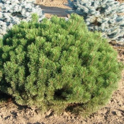 Сосна горная Мугус (30/50, с15)