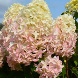 Гортензия метельчатая Скайфолл (30/40, с5) ЦС