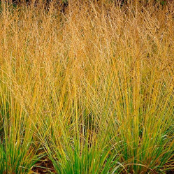Молиния голубая Пол Петерсен (c2/3) (п.лес.)