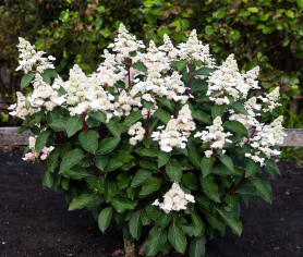 Гортензия метельчатая Инфинити (с5) ЦС