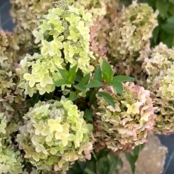 Гортензия метельчатая Металлика (с5) ЦС