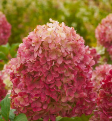 Гортензия метельчатая Краса Лесково (с3) ЦС