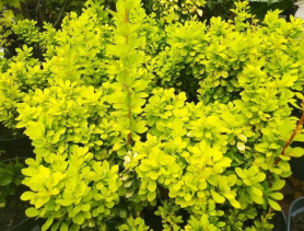 Барбарис Тунберга Голден Горизонт (c10, 20-40) (кфх)