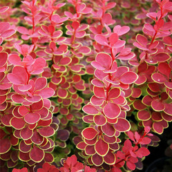 Барбарис Тунберга Оранж Санрайз (20/40, с10) кфх