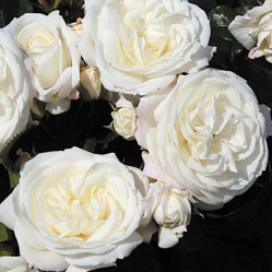 Роза флорибунда Алабастер, Roza (F) Alabaster (с7) кфх