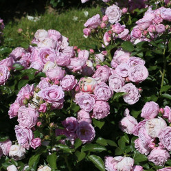 Роза флорибунда Наутика, Roza (F) Nautica (с20) кфх