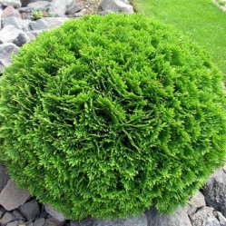 Туя западная Даника (30/50, c10) кфх