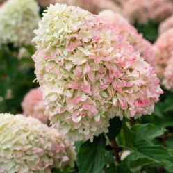 Гортензия метельчатая Распберри Пинк (40/60, с35) кфх