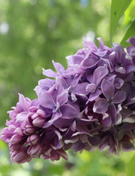 Сирень обыкновенная Серебряный Век (c5, 30/40) кфх