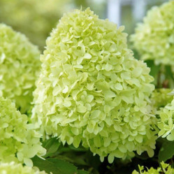 Гортензия метельчатая Пандора (30/40, с7,5) (кфх)