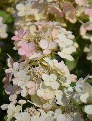Гортензия метельчатая Панфлора (30/50, с7,5) (кфх)