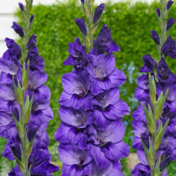 Гладиолус Куки (5шт./уп.) (Солн.сад)