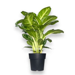 Аглаонема Амазон Сильвер (D-19, Н-50)