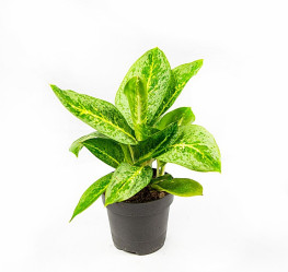 Аглаонема Лемон Минт (D-12, Н-40)
