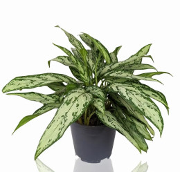 Аглаонема Сильвер Квин (D-14, Н-40)