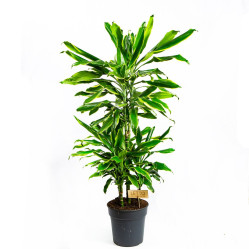 Драцена Голд Коаст карусель (D-21, Н-110)