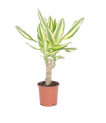 Драцена Йеллоу Кост (D-11, Н-45)