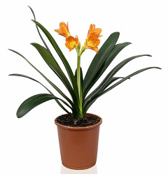 Кливия Миата оранжевая (D-12, Н-40)