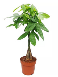 Пахира Акватика (D-12,Н-50)