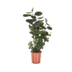 Полисциас Фабиан бранч (D-19,Н-70)