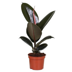 Фикус Эластика Абиджан (D-23, Н-35)