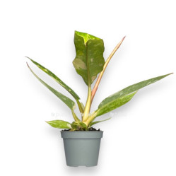 Филодендрон Ринг оф Файер (D-14, Н-35)