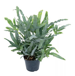 Флебодиум Блю Ферн (D-14, Н-40)