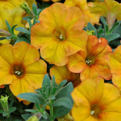 Петхоа Beautical Sunset Orange (P9)