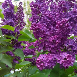 Сирень обыкновенная Адмирал Нахимов (c10, 40/60) кфх