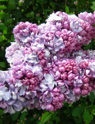 Сирень обыкновенная Жди меня (с10, 40/60) кфх