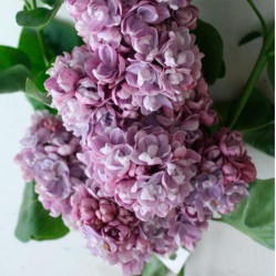 Сирень обыкновенная Катюша (с10, 40/60) кфх