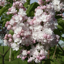 Сирень обыкновенная Красавица Москвы (40-60, с10) (кфх)