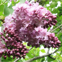 Сирень обыкновенная Маршал Баграмян (с10, 40/60) кфх