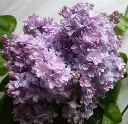 Сирень обыкновенная Маршал Конев (с10, 40/60) кфх