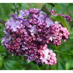 Сирень обыкновенная Маршал Малиновский (с20, 60/80) кфх