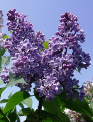 Сирень обыкновенная Синенький скромный платочек (c5, 30/50) кфх