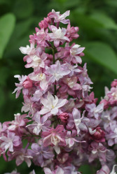 Сирень обыкновенная Федерика Гарсия Лорка (c10, 40/60) кфх