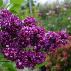 Сирень обыкновенная Шарль Жоли (с10, 60/80) кфх