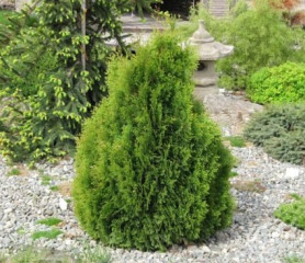 Туя западная Микки (30/50, c10) кфх