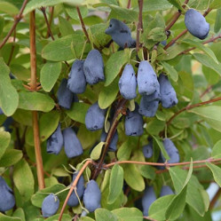 Жимолость съедоб. Бакчарская Поиск
