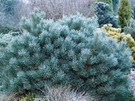 Сосна обыкновенная Чантри Блю (Pa 90, 30/40, B+S) (pl)