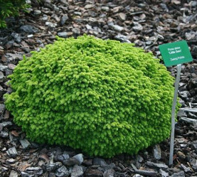 Ель обыкновенная Литтл Джем (30/40, c7,5) (pl/s.)