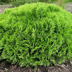 Туя западная Даника (30/40, c7,5) (pl/s.)